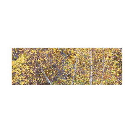 James McLoughlin 'Tree Panorama III' Canvas Art, 10x32